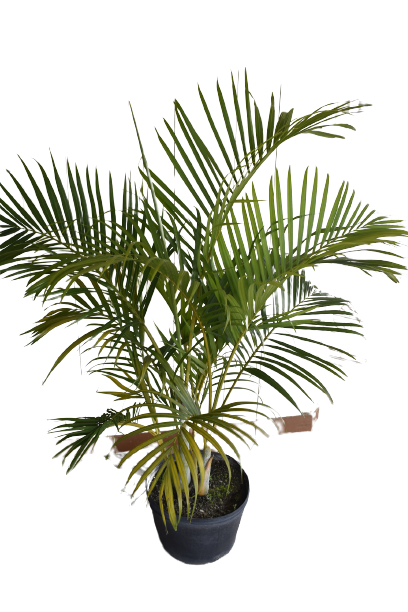 Areca Palm 5' and above