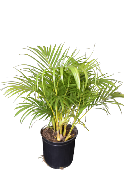 Areca Palm 4' and below